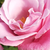 Rose - Rosiers hybrides de thé - Barbra Streisand